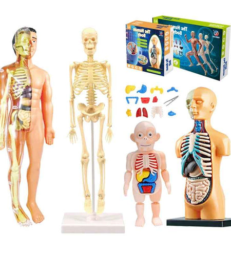 3D Human Body Torso Model Educational Assembly Learning DIY Toys Human Body Organ Teaching Tools Early Learning Toy for Children