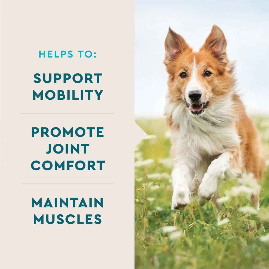 (3 Pack) Vetiq Hip & Joint Supplement for Dogs, Chicken Flavored Soft Chews, 7.4 Oz, 60 Count