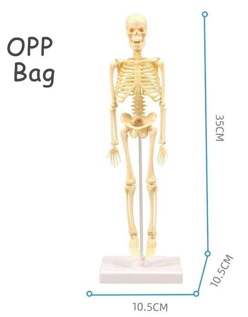 Load image into Gallery viewer, 3D Human Body Torso Model Educational Assembly Learning DIY Toys Human Body Organ Teaching Tools Early Learning Toy for Children
